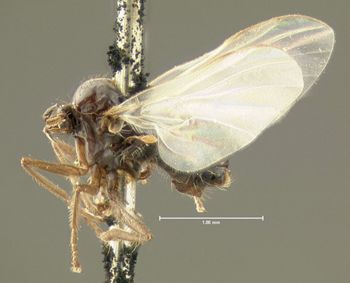 Media type: image;   Entomology 1118 Aspect: habitus lateral view